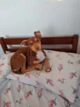 Vitória