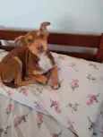 Vitória
