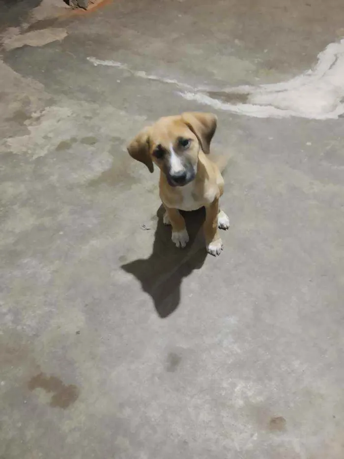Cachorro ra a Vira lata idade 2 a 6 meses nome Ainda não tem