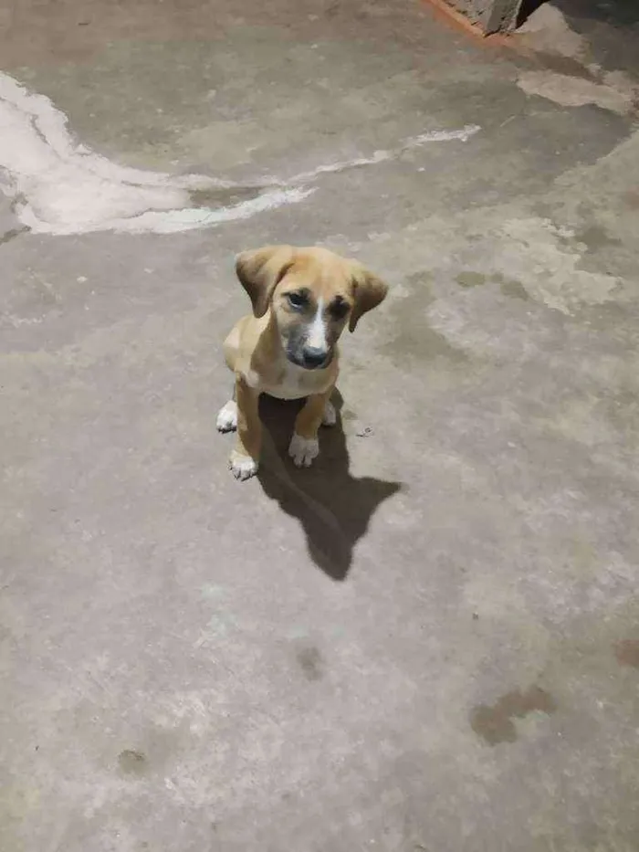 Cachorro ra a Vira lata idade 2 a 6 meses nome Ainda não tem