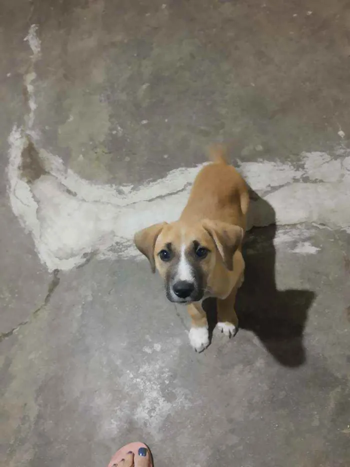 Cachorro ra a Vira lata idade 2 a 6 meses nome Ainda não tem