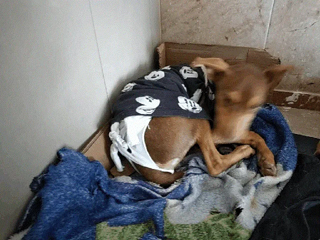 Cachorro ra a Srd idade 2 a 6 meses nome Vitória 