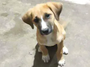 Cachorro raça Vira lata idade 2 a 6 meses nome Ainda não tem