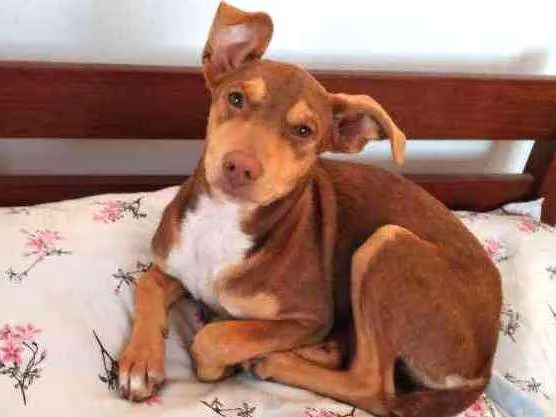 Cachorro ra a Srd idade 2 a 6 meses nome Vitória 