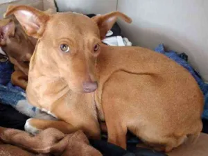 Cachorro raça Srd idade 1 ano nome Belinha