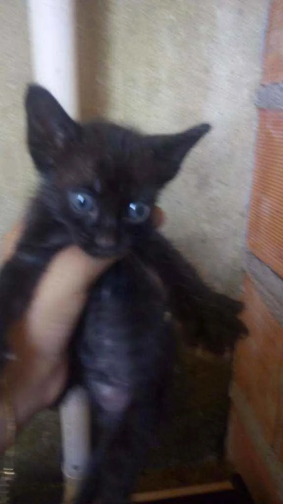 Gato ra a Gatos idade Abaixo de 2 meses nome Filhotes para doação