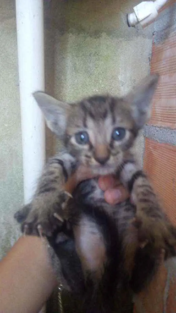 Gato ra a Gatos idade Abaixo de 2 meses nome Filhotes para doação