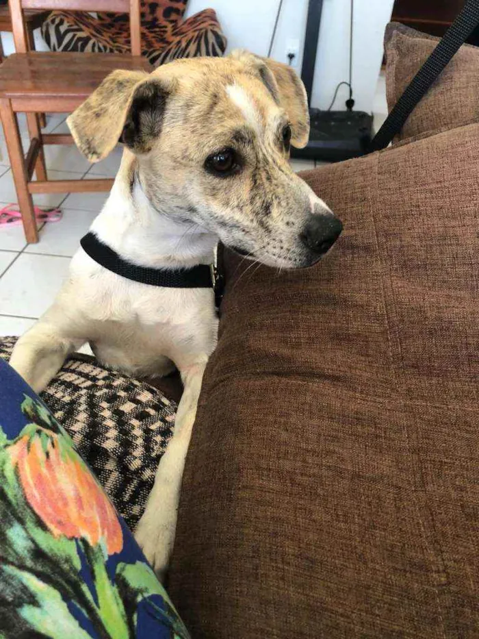 Cachorro ra a SRD  idade 4 anos nome Sem nome