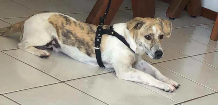 Cachorro ra a SRD  idade 4 anos nome Sem nome
