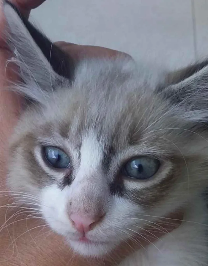 Gato ra a Mestiço  idade 2 a 6 meses nome Herus 