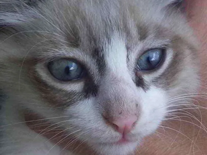 Gato ra a Mestiço  idade 2 a 6 meses nome Herus 