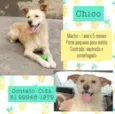 Chico