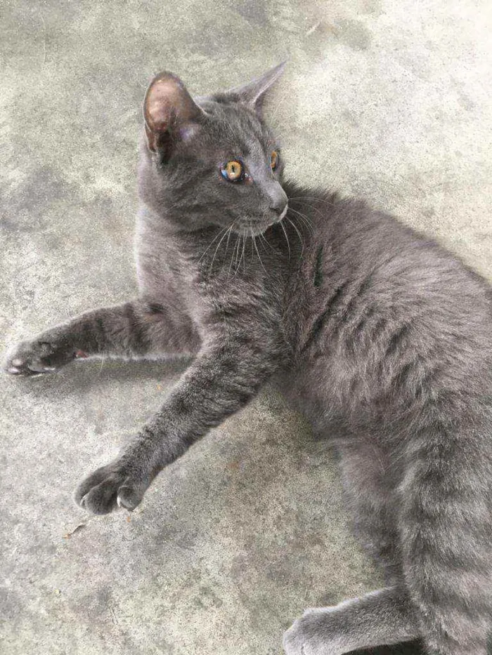 Gato ra a Sem raça  idade 2 a 6 meses nome Gatinho lindo