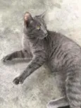 Gatinho lindo