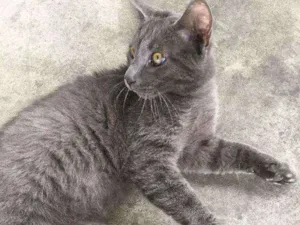 Gato raça Sem raça  idade 2 a 6 meses nome Gatinho lindo