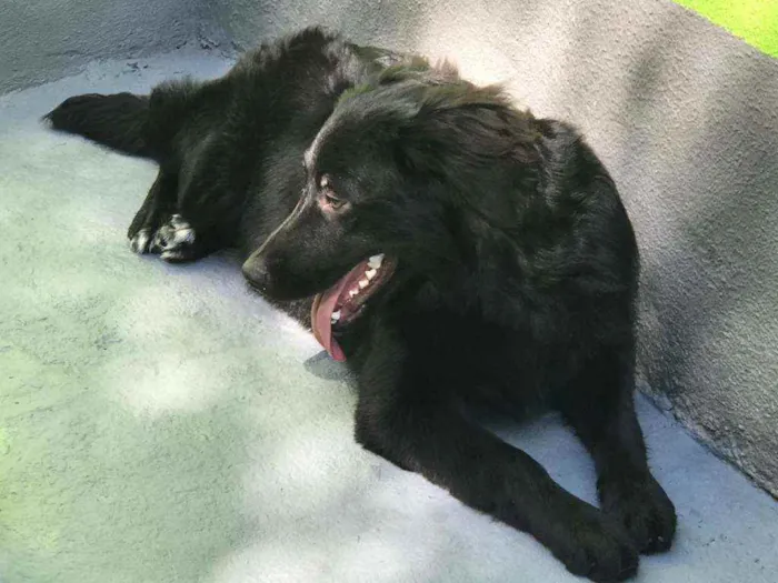 Cachorro ra a Flat Coated Retriever idade 7 a 11 meses nome Sem nome