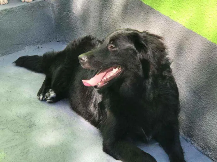 Cachorro ra a Flat Coated Retriever idade 7 a 11 meses nome Sem nome