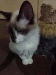 Dudu