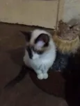 Dudu