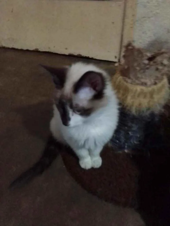 Gato ra a SRD idade 2 a 6 meses nome Dudu