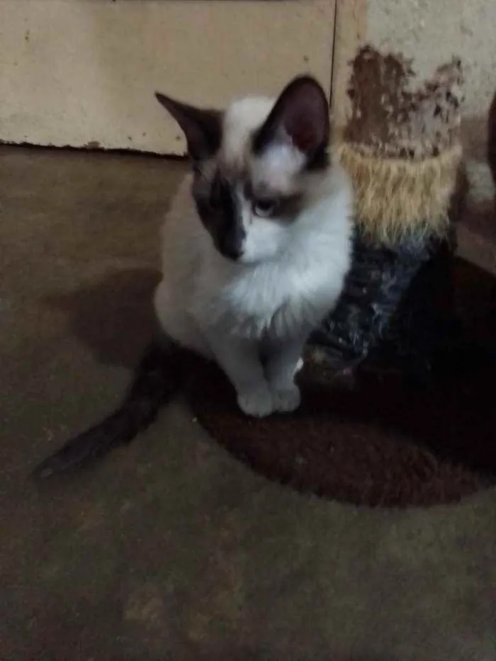 Gato ra a SRD idade 2 a 6 meses nome Dudu