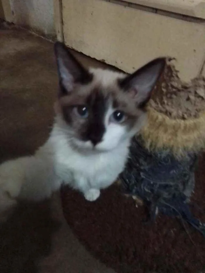 Gato ra a SRD idade 2 a 6 meses nome Dudu