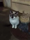 Dudu
