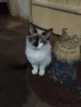 Dudu