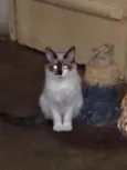 Dudu