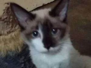 Gato raça SRD idade 2 a 6 meses nome Dudu