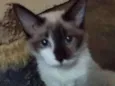 Dudu