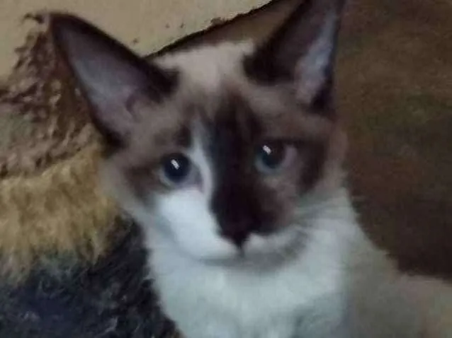 Gato ra a SRD idade 2 a 6 meses nome Dudu