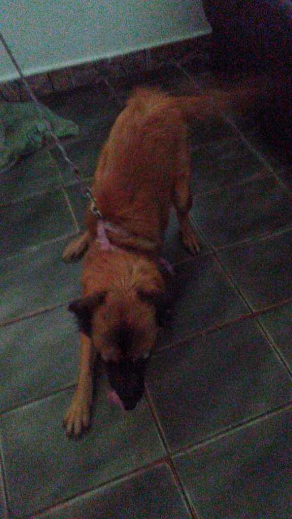 Cachorro ra a Vira  lata  idade 1 ano nome Mel