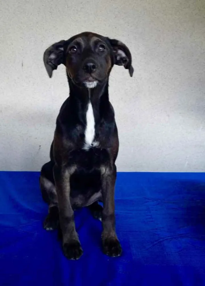 Cachorro ra a Srd idade 2 a 6 meses nome Bill