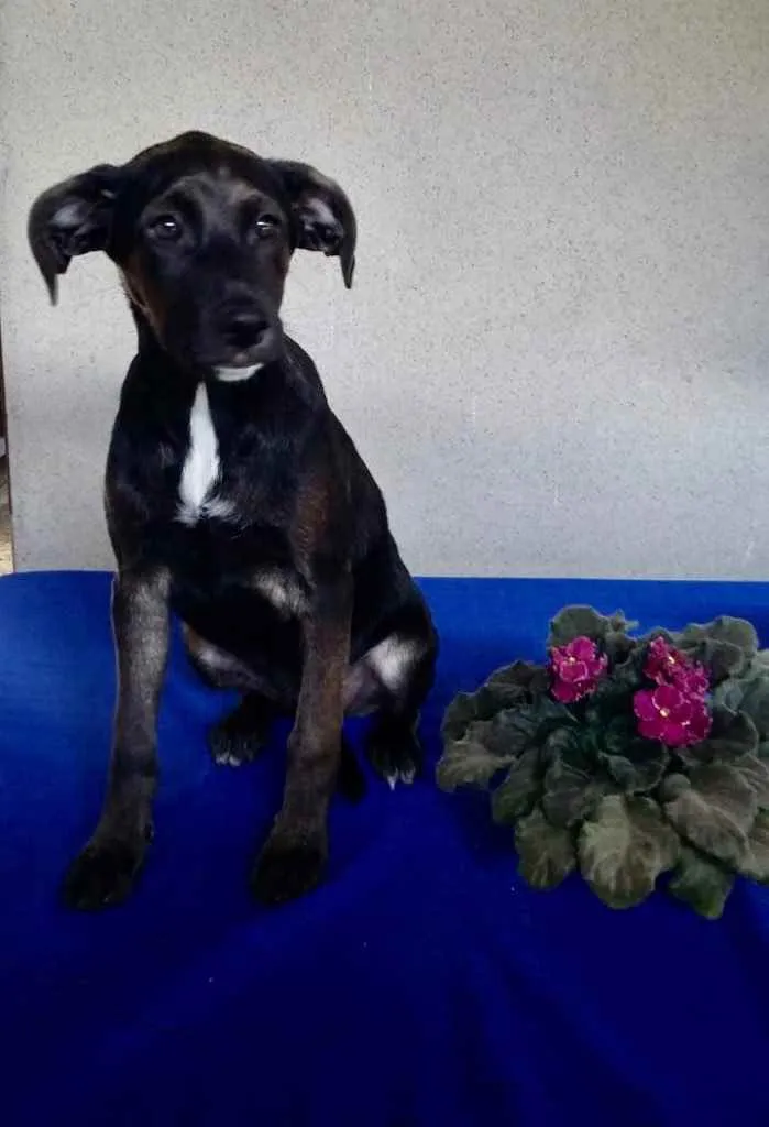 Cachorro ra a Srd idade 2 a 6 meses nome Bill