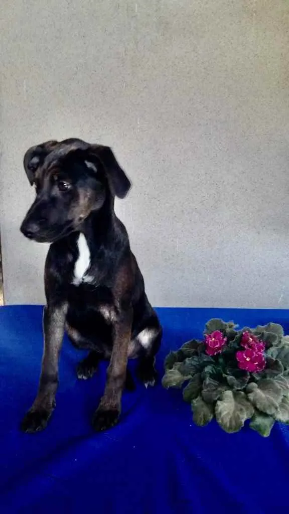 Cachorro ra a Srd idade 2 a 6 meses nome Bill