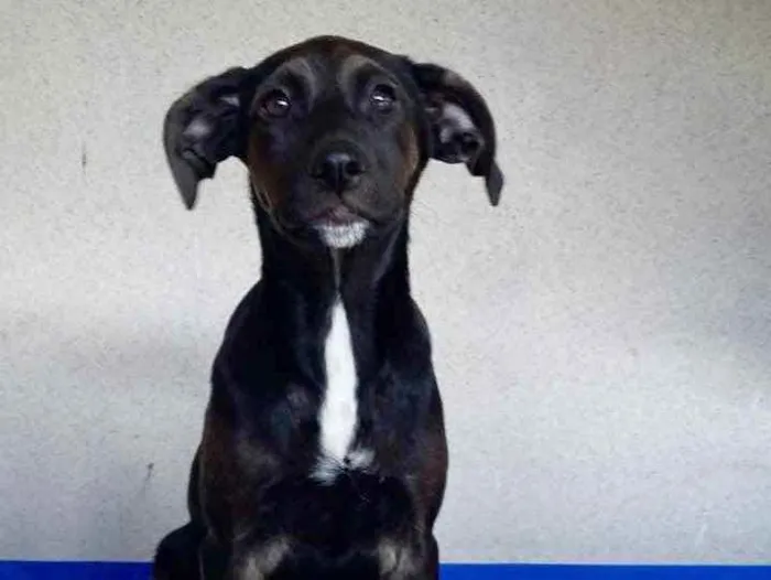 Cachorro ra a Srd idade 2 a 6 meses nome Bill