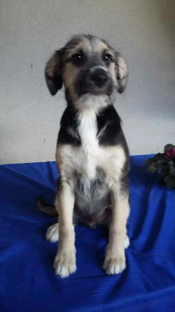 Cachorro ra a Srd idade 2 a 6 meses nome Boris