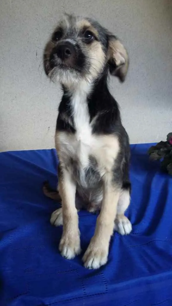 Cachorro ra a Srd idade 2 a 6 meses nome Boris