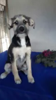 Boris