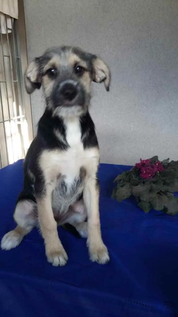 Cachorro ra a Srd idade 2 a 6 meses nome Boris