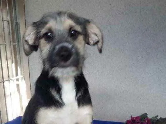 Cachorro ra a Srd idade 2 a 6 meses nome Boris