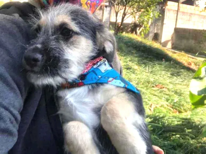 Cachorro ra a Srd idade 2 a 6 meses nome Boris