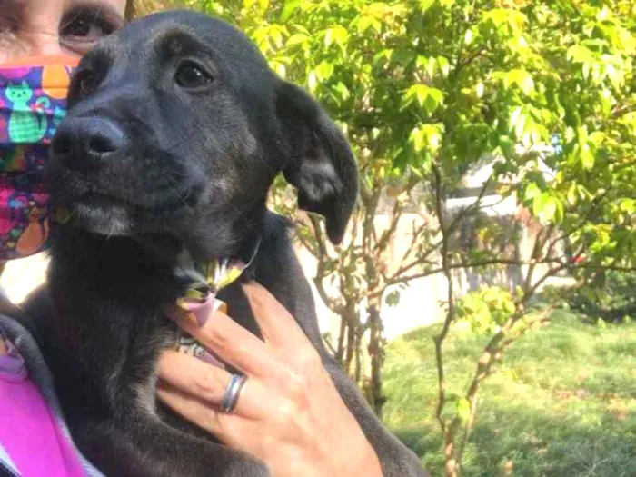 Cachorro ra a Srd idade 2 a 6 meses nome Bill