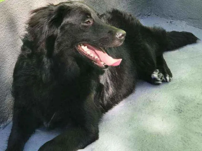 Cachorro ra a Flat Coated Retriever idade 7 a 11 meses nome Sem nome