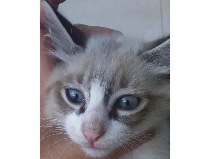 Gato ra a Mestiço  idade 2 a 6 meses nome Herus 
