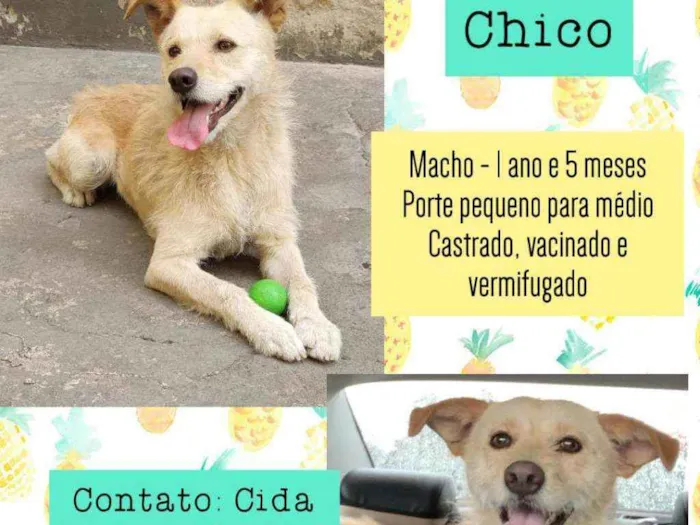 Cachorro raça SRD idade 1 ano nome Chico