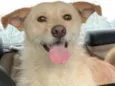 Chico