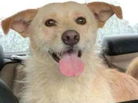 Cachorro raça SRD idade 1 ano nome Chico