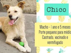Cachorro raça SRD idade 1 ano nome Chico